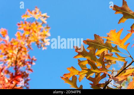 Détail des couleurs des arbres de feuilles d'automne en automne. Banque D'Images