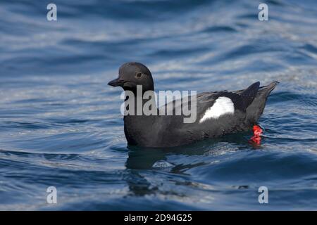 Pigeon guillemot (Cepphus columba), Mer d'Okhotsk, Russie orientale 30 mai 2012 Banque D'Images