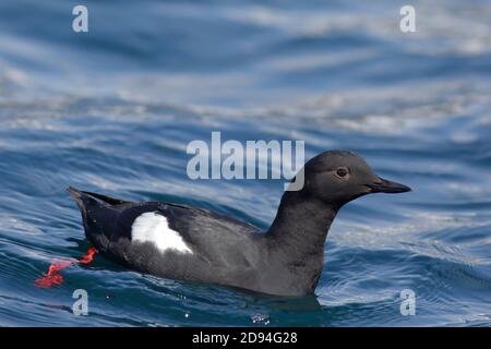 Pigeon guillemot (Cepphus columba), Mer d’Okhotsk, Russie orientale 1er juin 2012 Banque D'Images