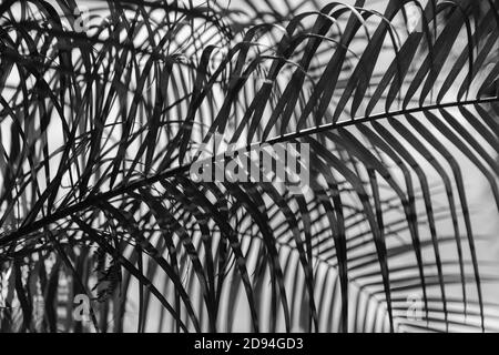 Prise de vue en niveaux de gris à faible angle des feuilles de palmier Banque D'Images
