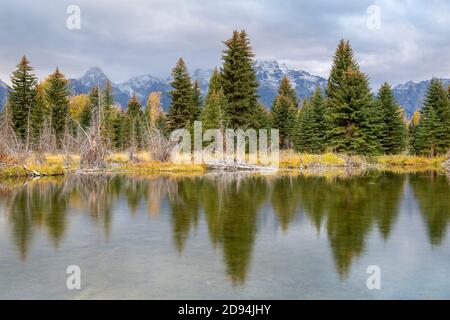 The Teton Range from Schwabacher's Landing, conifères, Grand Teton NP, WY, USA, par Dominique Braud/Dembinsky photo Assoc Banque D'Images