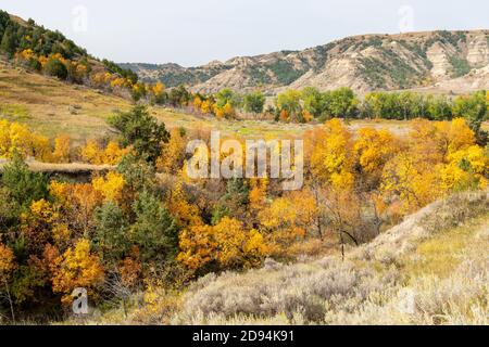 Frêne aux couleurs automnales, parc national Theodore Roosevelt, Dakota du Nord, États-Unis, par Dominique Braud/Dembinsky photo Assoc Banque D'Images