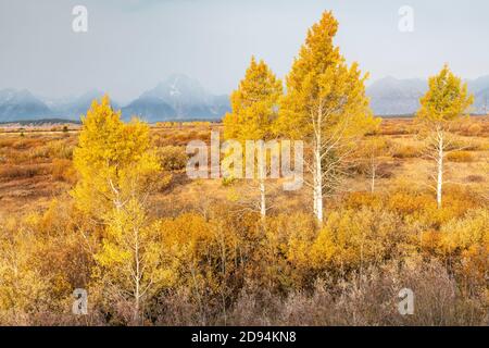 Couleurs d'automne, Aspens et Willows, Willow Flats, Grand Teton NP, septembre, WY, États-Unis, par Dominique Braud/Dembinsky photo Assoc Banque D'Images