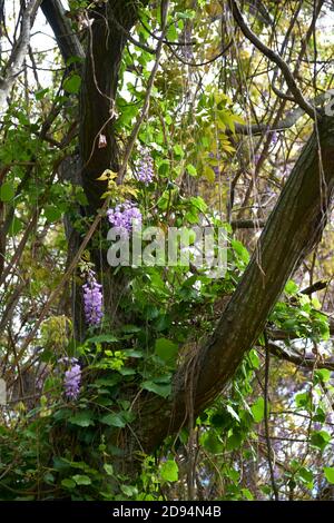 Wisteria sinensis, communément connue sous le nom de wisteria chinoise, en fleur au printemps dans la réserve écologique de Costanera sur à Buenos Aires, en Argentine Banque D'Images