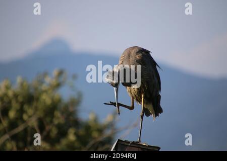 Un grand héron bleu debout sur une maison d'oiseau sur un poteau se prêtant. L'arrière-plan est flou et contient des buissons Banque D'Images