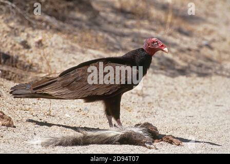 Turkey Vulture (Cathartes aura) avec skunk Road kill Banque D'Images