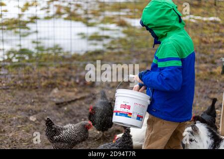 Un garçon nourrit les poulets lors d'une journée d'hiver froide dans le cadre de ses tâches de corvée dans la ferme biologique du comté de DeKalb près de Spencerville, Indiana, États-Unis. Banque D'Images