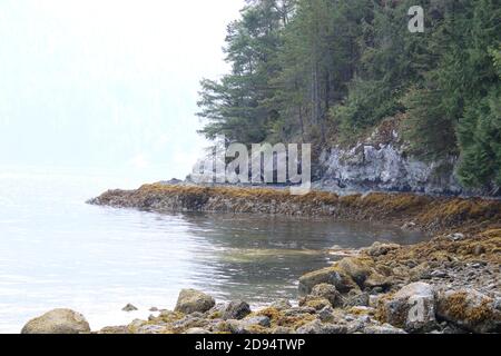 Une côte rocheuse avec de l'eau sur la gauche et des arbres sur la droite. Les rochers du rivage sont recouverts d'algues vertes brunes Banque D'Images