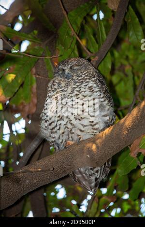 Puissante Owl Ninox strenua Sydney, Nouvelle-Galles du Sud, Australie 14 novembre 2019 Roosting pour adultes. Strigidae Banque D'Images