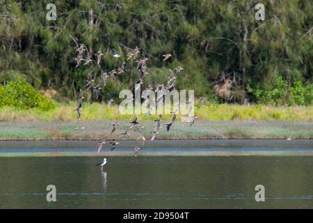 Sandpiper à queue pointue Calidris acuminata Sydney, Nouvelle-Galles du Sud, Australie 14 novembre 2019 Adultes en vol. Scolopacidae Banque D'Images