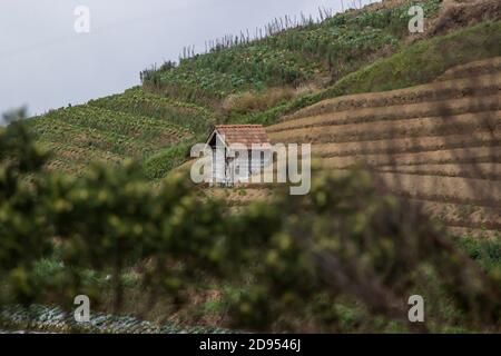 cabane en bois sur une plantation de légumes en pente de montagne. terrasses au premier plan d'arbres flous Banque D'Images