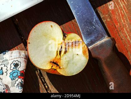 La moitié du ver mangeait de la pomme le jour d'automne ensoleillé Banque D'Images