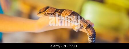 Gecko entre les mains d'une bannière de garçon, FORMAT LONG Banque D'Images