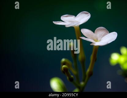 Fleurs blanches, petites et fragiles, fleurs de Gardenia Cope Jasmine Banque D'Images