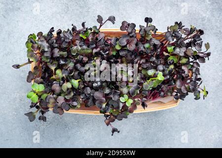 Mini-pousses violettes vertes dans une caisse en bois, vue de dessus. Aliments sains Banque D'Images