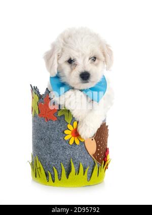 Jeune Bichon Frise in front of white background Banque D'Images