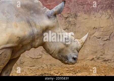 vue latérale de la tête d'un grand rhinocéros blanc avec du sang Banque D'Images