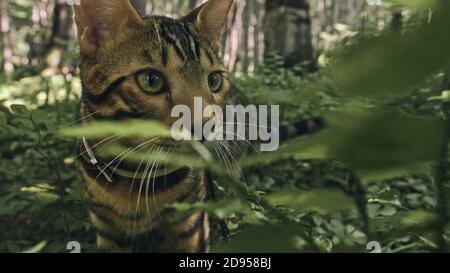 Un chat dans un parc de la ville. Wildcat Bengale marcher sur la forêt dans le col. Chat de jungle asiatique ou un marais ou Reed. Chat-léopard domestiqué. Banque D'Images