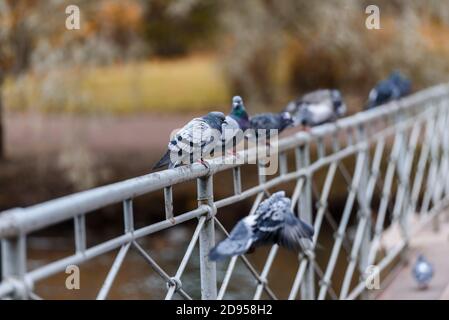 Les pigeons s'assoient sur le pont du parc d'automne Banque D'Images