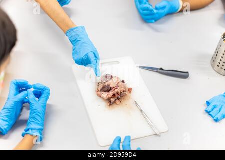 Les étudiants en médecine dans la dissection du cœur de mouton des tp Banque D'Images