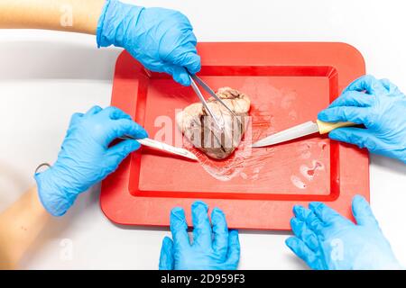 Les étudiants en médecine dans la dissection du cœur de mouton des tp Banque D'Images