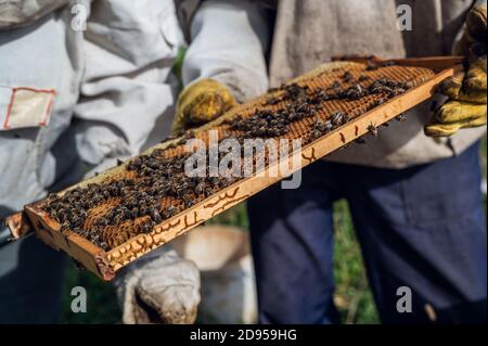 Le apiculteur s'occupe des abeilles, des nids de miel pleins de miel, dans un costume protecteur de apiculteur à l'apiaire. Produit naturel pur de ruche d'abeille, jaune Banque D'Images