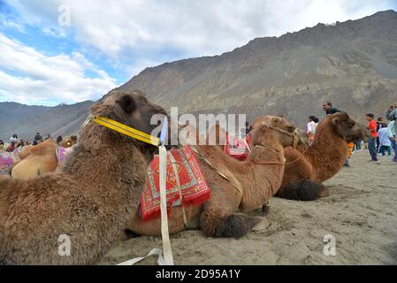 Chameaux de Bactrian (à deux bosses) à Hunder, dans la vallée de Nubra, Ladakh. Banque D'Images