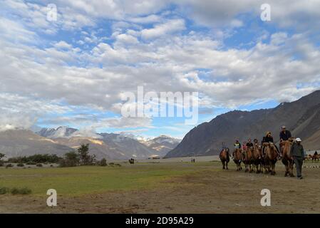 Touristes appréciant la promenade à dos de chameau dans le village de Hunder, dans la vallée de Nubra, Ladakh Banque D'Images