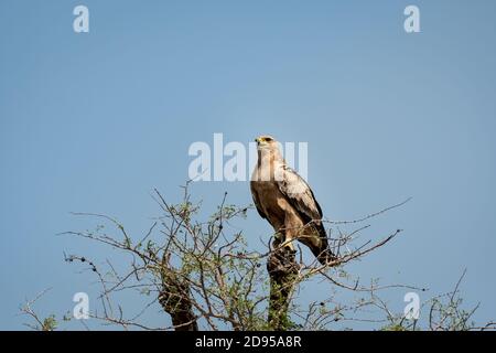 Aigle Tawny ou Aquila rapax perché sur un arbre en tal Sanctuaire chapaar rajasthan Inde Banque D'Images