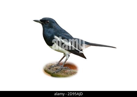 Un mâle Oriental Magpie Robin isolé sur fond blanc Banque D'Images