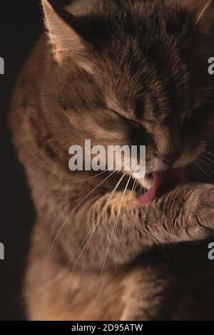Le chat domestique est un adorable paw de lavage et de lécher Banque D'Images