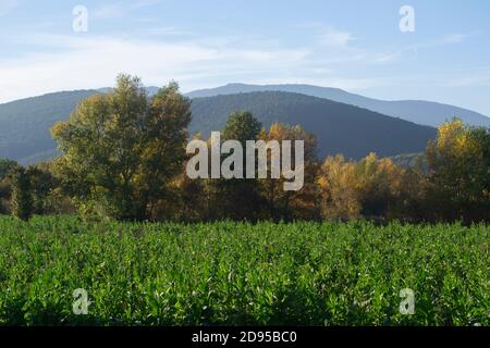 Champs agricoles de tabac biologique le long de la rivière Tiber près Anghiari Banque D'Images