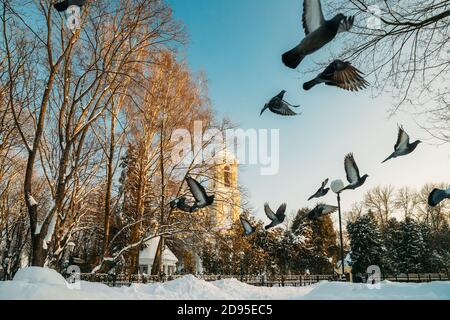 Gomel, Bélarus. Parc Winter City. Pigeons Doves les oiseaux volantes près de la cathédrale Peter et Paul, le jour d'hiver ensoleillé. Site d'intérêt local célèbre dans la neige Banque D'Images