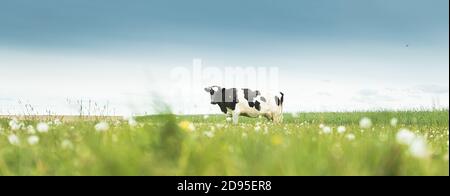Herbe à la vache noire et blanche en pré-saison. Vache paître sur UNE prairie verte au printemps Banque D'Images