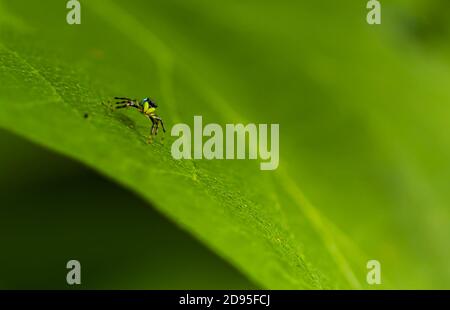 Petite araignée jaune bébé sur une feuille verte gros plan monde de la macro photographie Banque D'Images