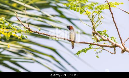 Le munia à la poitrine écailleuse fait des chansons tandis qu'il est perché sur une branche d'arbre, ce qui lui permet de se laisser embrouiller. Banque D'Images