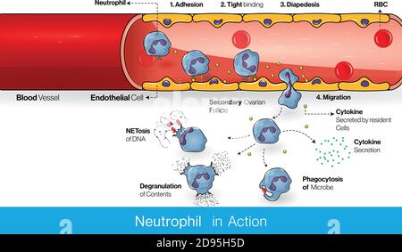 Circulation des neutrophiles dans un vaisseau sanguin pendant le processus d'infection et diapedésis et infiltration dans le tissu pour tuer le microbe Illustration de Vecteur