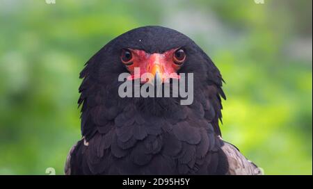 Vue rapprochée d'un Bateleur (Terathopius ecaudatus) Banque D'Images