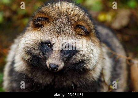 Un chien Raccoon dans la forêt Banque D'Images