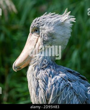 Vue rapprochée d'un Shoebill (Balaeniceps rex) Banque D'Images