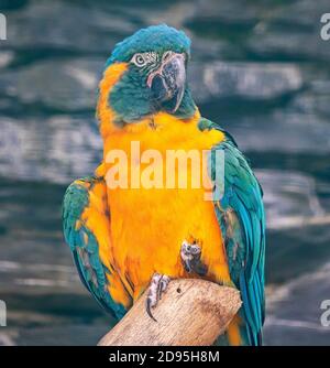 Vue rapprochée d'un macaw à gorge bleue (Ara glaucogularis) Banque D'Images