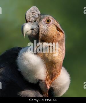 Vue rapprochée d'un condor andin mâle (Vultur gryphus) Banque D'Images