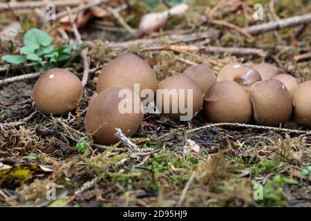 Champignons d'automne sous forme de boules Banque D'Images