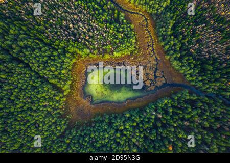 Vue de haut drone du lac marécageux vert dans la forêt verte, belle vue sur la nature Banque D'Images