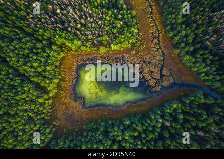 Vue de haut drone du lac marécageux vert dans la forêt verte, belle vue sur la nature Banque D'Images