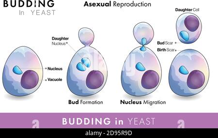 Mécanisme de reproduction dans micro-organisme ou champignon de levure et stades de bourgeonnement dans la levure Illustration de Vecteur