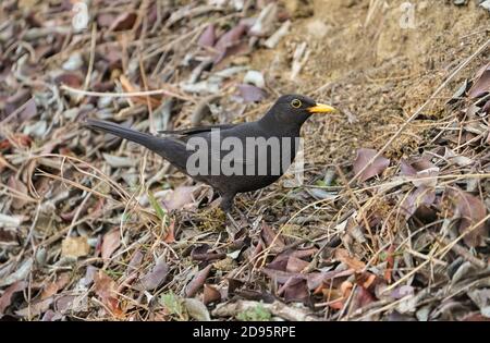 Mâle blackbird (Turdus merula ) à la recherche d'insectes entre les feuilles d'automne, Espagne. Banque D'Images