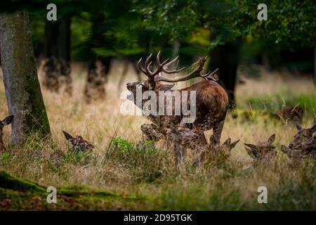 Red Deer dans la forêt à la saison de rutting Banque D'Images