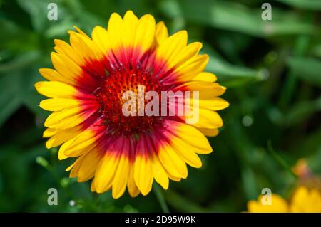 Gaillardia spinous à grandes fleurs sur fond vert copyspace Banque D'Images