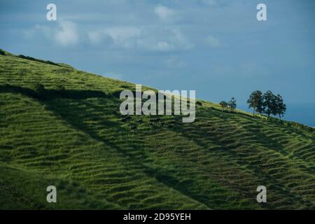 pelouse verte sur les champs de la terrasse sur le sommet de colline escarpé avec bleu fond ciel Banque D'Images